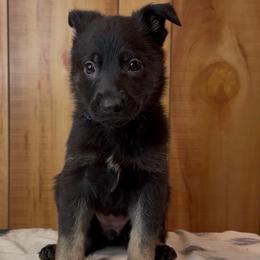 Rival - Bi-color female German Shepherd puppy in Beech Grove, Arkansas from Ze Zadnich lesu