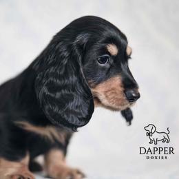 Quest - Black and tan male Dachshund puppy in Brooksville, Florida from Dapper Doxies