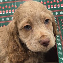 Freckle - Buff Boy Light Nose - Buff male Cockapoo puppy in Earleville, Maryland from Teddy Bear Cockapoos