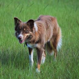 Dixie - Border Collie