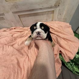 Bulldog Puppies from Bulldog's 4 Brothers