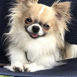 Chihuahuas and Parson Russell Terriers from Cobblestone