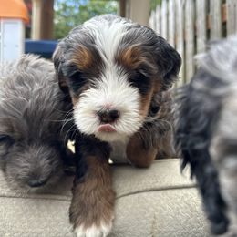 Bernedoodle, Poodle, and Saint Berdoodle Puppies from Myt fine doodles
