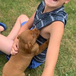 Dilute Retrievers from Tall Pine Labradors LLC