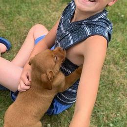 Dilute Retrievers from Tall Pine Labradors LLC