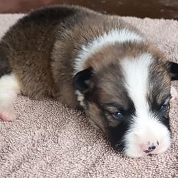 Wilson - Sable male Pembroke Welsh Corgi puppy in Checotah, Oklahoma from Skoal Creek Corgi's