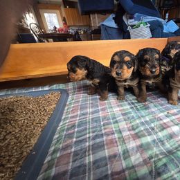 Airedale Terrier puppies from Gilded Aire