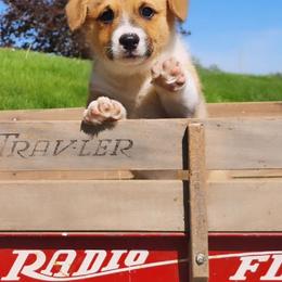 Finch - Red male Pembroke Welsh Corgi puppy in Pine Village, Indiana from NL Horsemanship