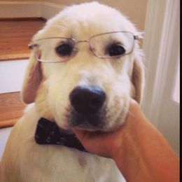 Golden Retriever Puppies from Huckaby’s English Golden Retrievers