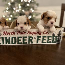 Cavalier King Charles Spaniel Puppies from Ridgefield Cavaliers
