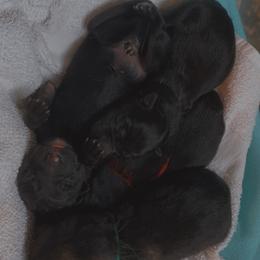 German Shepherd Puppies from Shepherds Vom BLR Haus