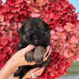 Brown Collar Female - Sable female German Shepherd puppy in Louisville, Kentucky from Barrage K9