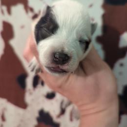Combine - Blue speckled male Australian Cattle Dog puppy in Tulsa, Arkansas from Red Desert Australian Cattle Dogs