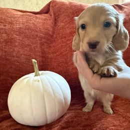 Girl 1 - Cream female Dachshund puppy in Canton, Texas from Bonnie and Clyde Dachshunds