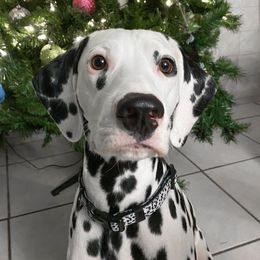 Hermione - Dalmatian