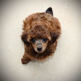 Poodle Puppies from KM AKC Toy poodles
