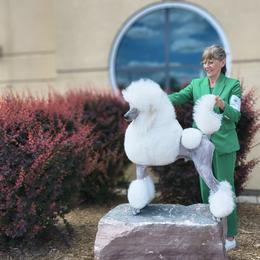 Cash - White male Poodle puppy in Whitehouse, Ohio from N'Co. Parti Poodles