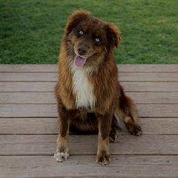 Jaeger - Red tri-color male Australian Shepherd puppy in Tyner, Kentucky from Lil’ Town Aussies