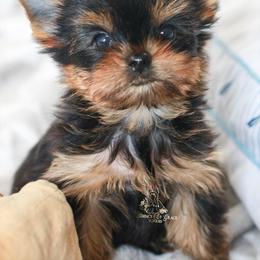 Yorkshire Terrier Puppies from Essence of Grace Yorkies