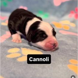 CANNOLI - Black and white male Sheepadoodle puppy in Riverside, California from Downtown Doodles & Frenchies