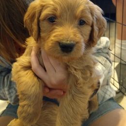 Goldendoodle Puppies from Desert Doods