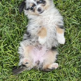 Australian Shepherd, Miniature American Shepherd, Miniature Australian Shepherd, and Toy Australian Shepherd Puppies from Painted Blue Aussies