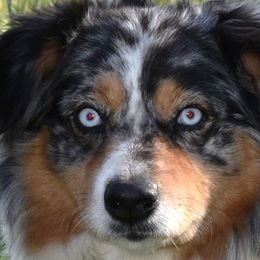 Mika - Australian Shepherd