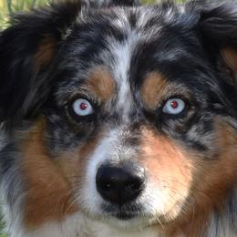 Mika - Australian Shepherd