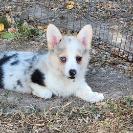 American Corgi and Pembroke Welsh Corgi Puppies from Nightstreak Corgis
