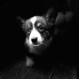 Salty - Liver and white male Cardigan Welsh Corgi puppy in Crystal River, Florida from Coopers Korner