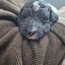 Cannolli moyen poodle pup - Parti female Poodle puppy in Milford, Michigan from Cuddley-Poods Moyen poodles