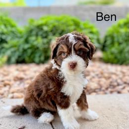 Gray collar male - Red tri-color male Assorted Doodle Crosses puppy in Springville, Utah from JW Doodles