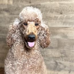 Envy - Poodle