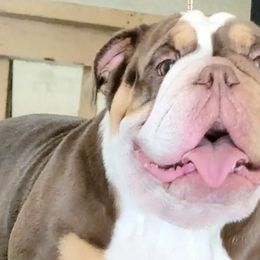 Bulldogs from Jandjsbullpack