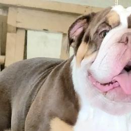 Bulldogs from Jandjsbullpack