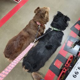 Miniature Australian Shepherd Puppies from TC Farms Stock Dogs