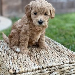 Maltipoo Puppies from Piper N Penny