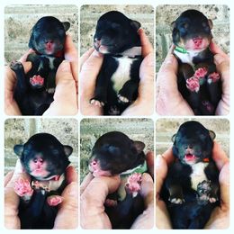 Aussiedoodle Puppies from Cross-Tied Farm Aussiedoodles