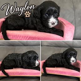 Waylon - Black male Cavapoo puppy in Thorndale, Texas from Hattie’s Texas Cavapoos