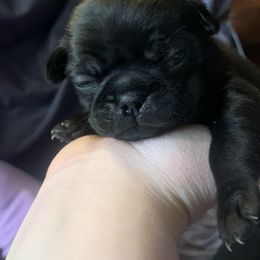 Pug Puppies from The Grumble Pack