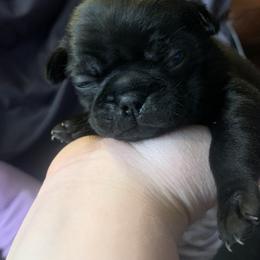 Pug Puppies from The Grumble Pack