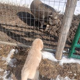 Golden Retriever and Labrador Retriever Puppies from Harvest Moon Farms