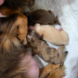 Aurora - Dapple female Dachshund puppy in Amarillo, Texas from Snuggle Snoot Doxies