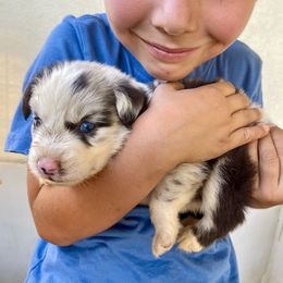 Australian Shepherd and Miniature Australian Shepherd Puppies from Magic Ranch Mini Aussies