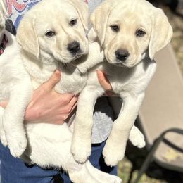 Girl 9 - Yellow Labrador Retriever puppy in Taylor, Texas from Faithful Labs