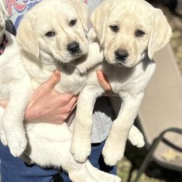Girl 9 - Yellow Labrador Retriever puppy in Taylor, Texas from Faithful Labs