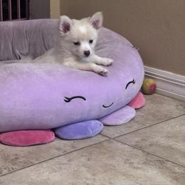 Angel - Cream female Pomeranian puppy in De Leon Springs, Florida from Legendary French Bulldogs