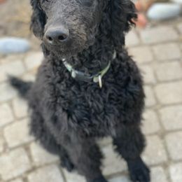 Goldendoodle, Golden Retriever, and Poodle Puppies from Miya's Designer Pups