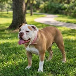Daisy - Fawn female Bulldog puppy in Washington from Sun City Campeiro Bulldogs