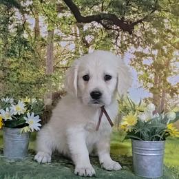 Brown - Light golden male Golden Retriever puppy in Salem, Ohio from Golden Pride Retrievers